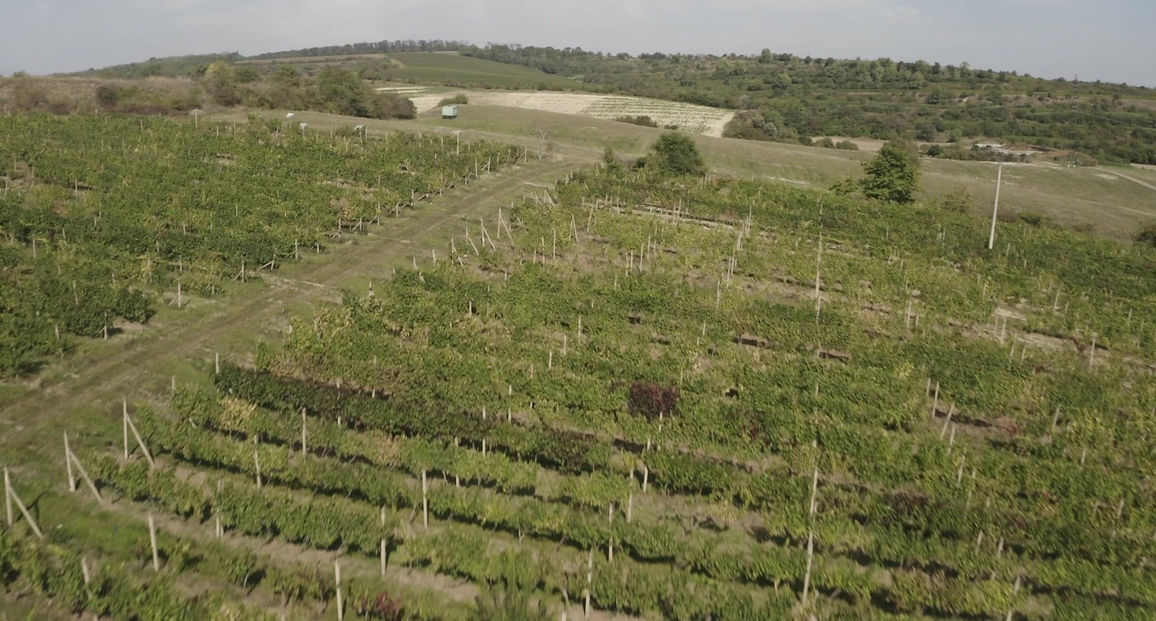 Pozemky Sedlec u Mikulova